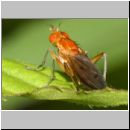 Sciomyzidae sp - Hornfliege 02 8mm.jpg